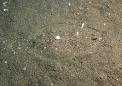 Arnoglossus laterna