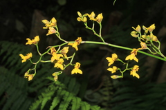 Cyrtochilum densiflorum
