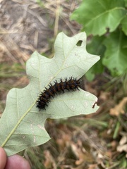 Hemileuca maia maia