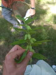 Melittis melissophyllum