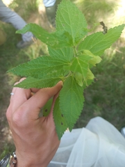 Melittis melissophyllum