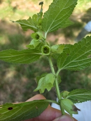 Melittis melissophyllum