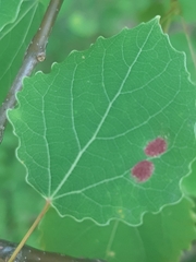 Aceria varia