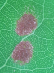 Aceria varia