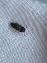 Hemicrepidius nemnonius