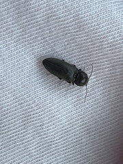 Hemicrepidius nemnonius