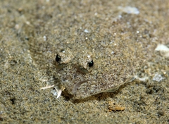 Arnoglossus laterna