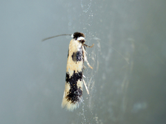 Lepidoptera