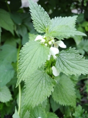 Lamium album
