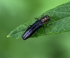 Agrilus ruficollis