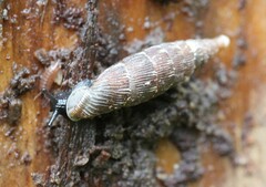 Laciniaria plicata