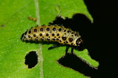 Chrysomela vigintipunctata