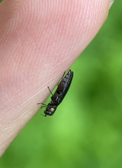 Agrilus ruficollis