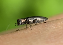 Agrilus ruficollis