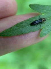 Agrilus ruficollis