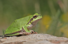 Hyla orientalis