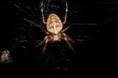 Araneus diadematus