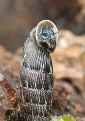 Laciniaria plicata