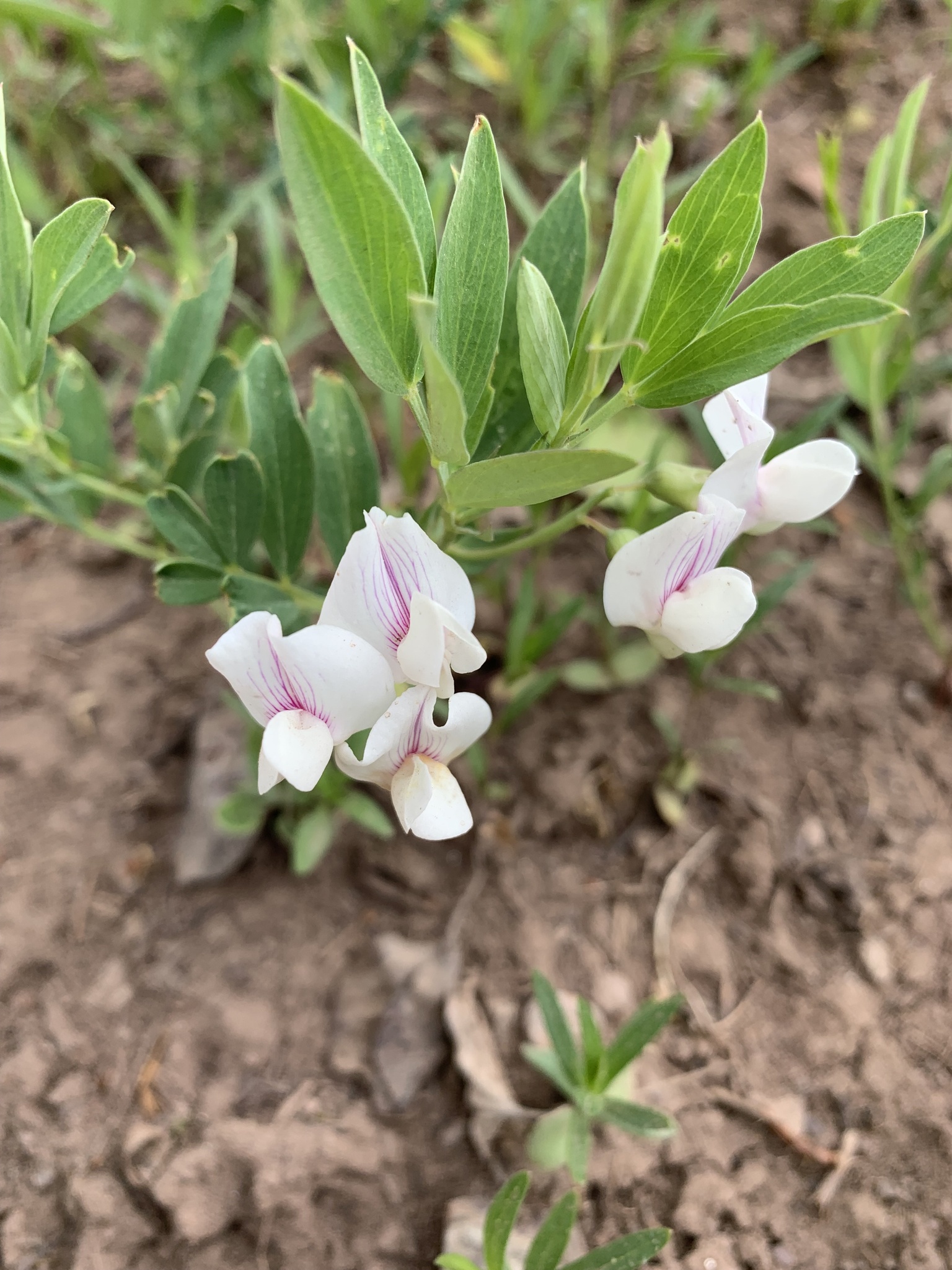 Lathyrus lanszwertii