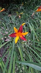 Hemerocallis fulva