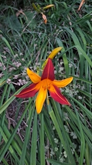 Hemerocallis fulva