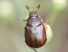 Anomala quadripunctata