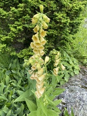 Digitalis grandiflora