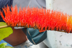 Combretum rotundifolium