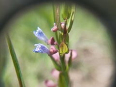 Scutellaria parvula