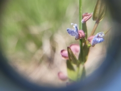 Scutellaria parvula