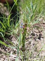 Scutellaria parvula
