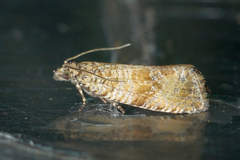 Celypha