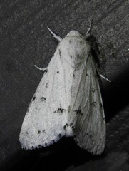 Acronicta vulpina