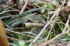 Marisora unimarginata