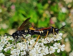 Tenthredo neobesa