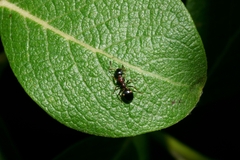 Dolichoderus quadripunctatus