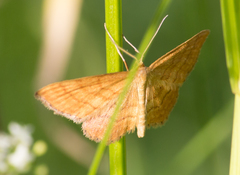Idaea ochrata