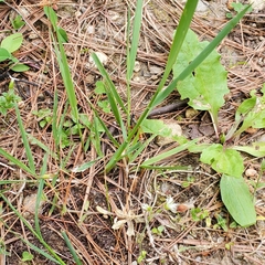 Mesostenus thoracicus