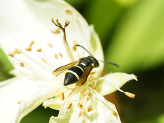 Stenodynerus bluethgeni