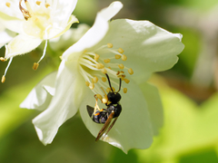 Stenodynerus bluethgeni