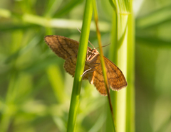 Idaea ochrata