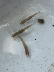 Pimephales notatus