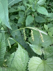 Carex davisii