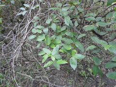 Byttneria filipes
