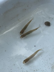 Pimephales notatus