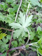 Geranium sibiricum
