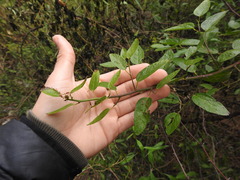 Byttneria filipes
