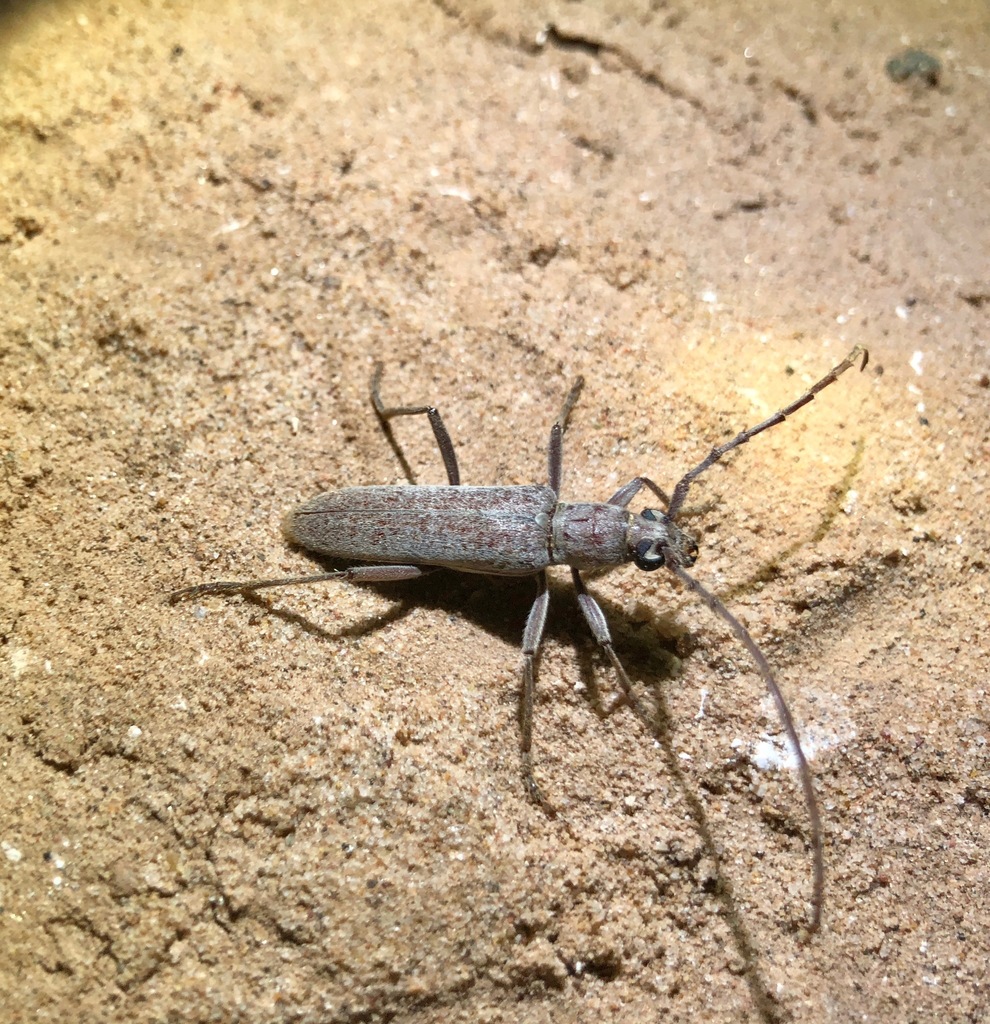 Aneflus protensus