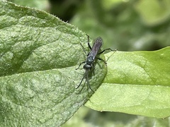 Auplopus architectus metallicus