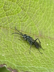 Auplopus architectus metallicus